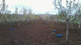Erzincanda meyve bahçelerinde baklazınnı mücadelesi