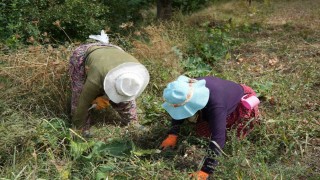 Erzincanda patatesin toprakla buluşma yolculuğu başladı