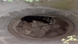 Erzinde kuyuya düşen köpeği itfaiye kurtardı