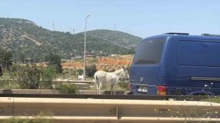 Eşekler trafiği bir birine kattı