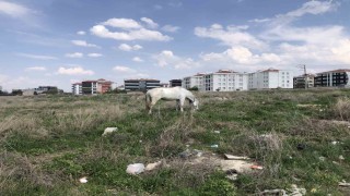 Eskişehirde başıboş atlar