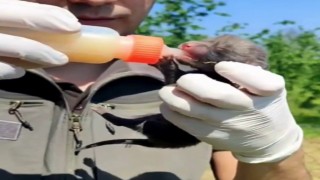 Ev inşaatı sırasında bulunan 9 yavru tilki, bakımları yapılıp doğaya salındı