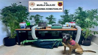 Evini uyuşturucu bahçesine çevirmiş
