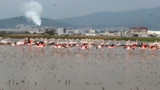 Flamingolar Söke Ovasını şenlendirdi