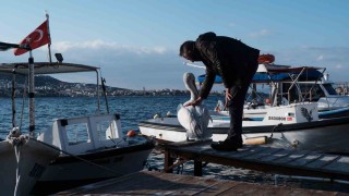 Foça, bu yaz da sevilen misafiri pelikan Tosunu ağırlıyor