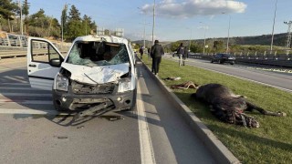 Gaziantepte yola fırlayan ata sivil polis otosu çarptı: 2 polis yaralandı