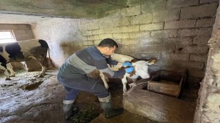 Gazipaşada gıda ve hayvan sağlığı denetimi