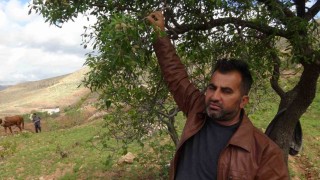 Gercüşte badem çiftçinin yüzünü güldürdü