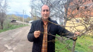 Giresunda zirai don Şebin cevizini de vurdu