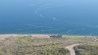 Göç yolundaki pelikanlar mest etti: Gökyüzünden muhteşem görüntüler