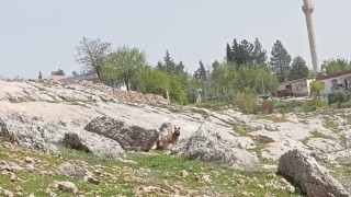 Gümüşkaya Köyünde sırtlan görüldü