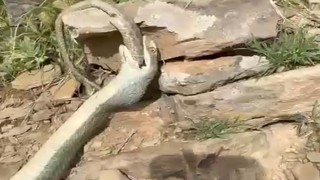 Hakkaride bir yılan başka bir yılanı yerken görüntülendi
