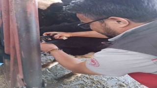 Hastalıktan ari işletme için tüberkülin testi uygulandı