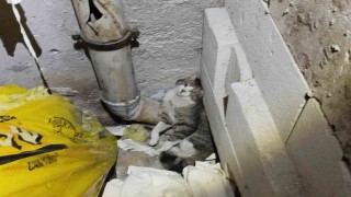 Havalandırma boşluğunda sıkışan kedi kurtarıldı