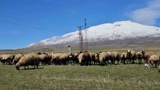 Havanın ısınmasıyla hayvan sahipleri rahat nefes aldı