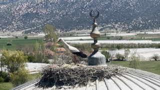 Her yıl aynı caminin kubbesine yuva yapan leylek cemaatin ilgi odağı oldu