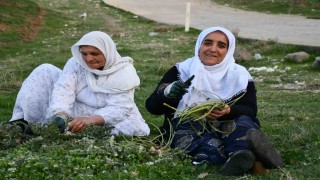 Huzura kavuşan Herekol Dağında vatandaşlar pancar topladı