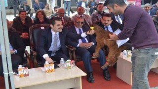 Iğdırda güzellik yarışması düzenlendi