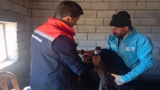Iğdırda kuzularda aşılama ve küpeleme işlemleri devam ediyor