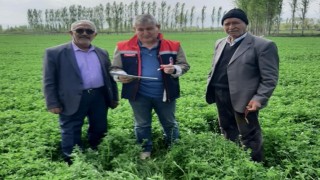 Iğdırda yem kontrolleri devam ediyor