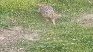 İlçe merkezine kadar inen tilkiyi her gün besliyor