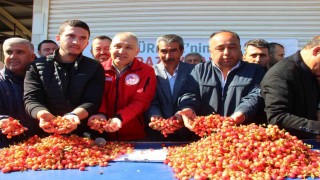İlk kirazın kilosu 3 bin 500 TLden satıldı