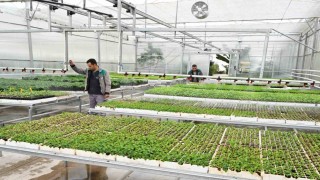 Isparta Belediyesi, mevsimlik çiçekleri kendi seralarında yetiştiriyor