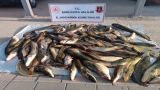 Jandarmadan kaçak avcıya 24 bin lira ceza