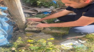 Kafasına bidon sıkışan yavru köpeğin yardımına itfaiye yetişti