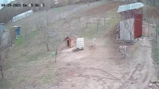 Kangal köpeğinin refleksi tavukların tilkiye yem olmasını önledi