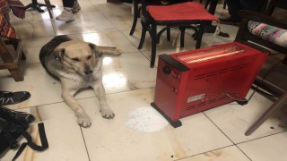 Kar ve soğuktan kaçan köpek çay ocağındaki ısıtıcının yanına uzandı