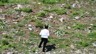 Kar, yeşeren bitkileri vurdu