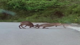 Karacaların kavgası kamerada