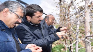 Karapınarda zirai don sonrası tarım alanlarında incelemelerde bulundu