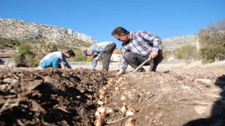 Kardelen soğanlarının doğadan sökümü yasaklandı