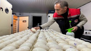 Karsta kaz yetiştiriciliğinde yeni dönem başlıyor