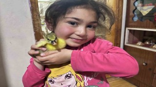 Karsta kazalar kuluçkaya yattı, yılın ilk yavruları çıktı