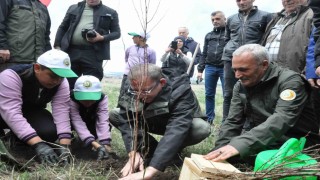 Karsta meyve ağaçları toprakla buluştu