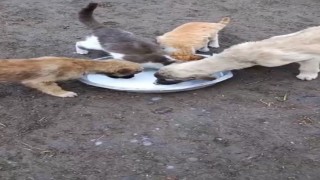 Karsta sımsıcak dostluk: Kedi ile köpek aynı kaptan süt içti