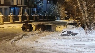 Karsta sokaklarda yiyecek arayan ayılar kamerada