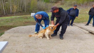 Kastamonudaki sahipli köpekler mikroçiple kimliklendiriliyor