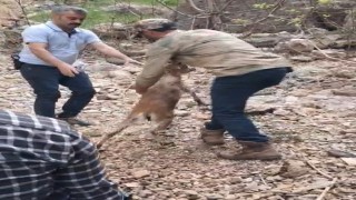 Kayalıklarda mahsur kalıp suya atlayan yavru dağ keçisi kurtarıldı