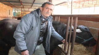 Kaymak talebi çok, yeterli manda yok