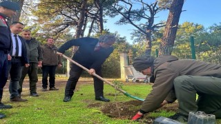 Kaymakam Keklikten sakız ağacı fidanlarına bahar bakımı