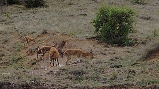 Kebanda koruma altındaki dağ keçileri sürü halinde görüntülendi