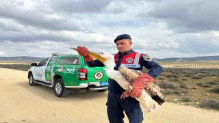 Kiliste yaralı pelikanın imdadına ekipler yetişti