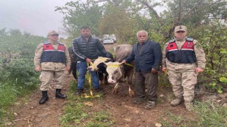 Kiliste büyükbaş hayvan hırsızlığı şüphelisi 2 şahıs yakalandı