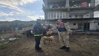 Kiliste kayıp 26 küçükbaş hayvan ormanlık alanda bulundu