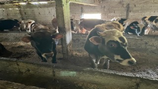 Kırklarelinde 12 kaçak hayvan yakalandı