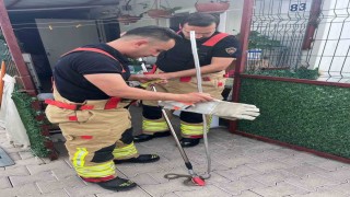 Konteynere giren yılanı itfaiye yakaladı